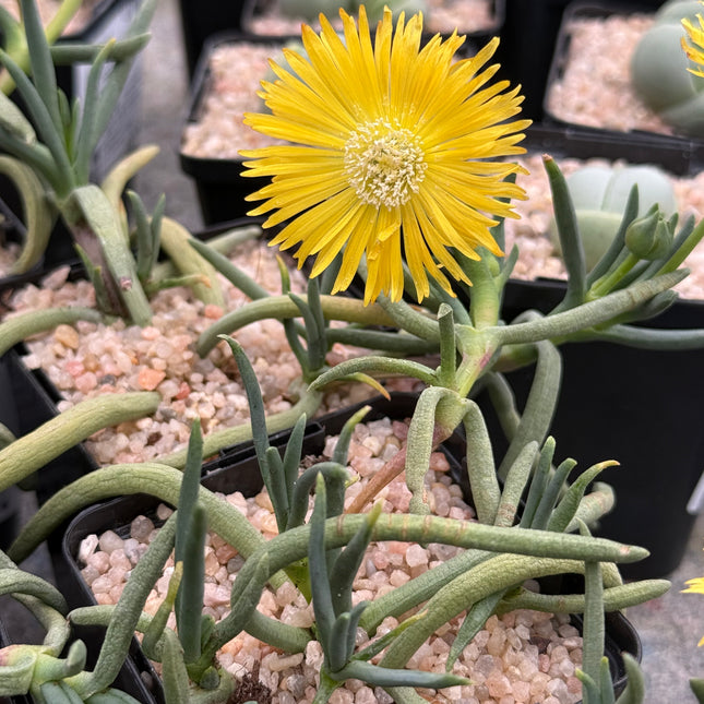 Delosperma leendertziae