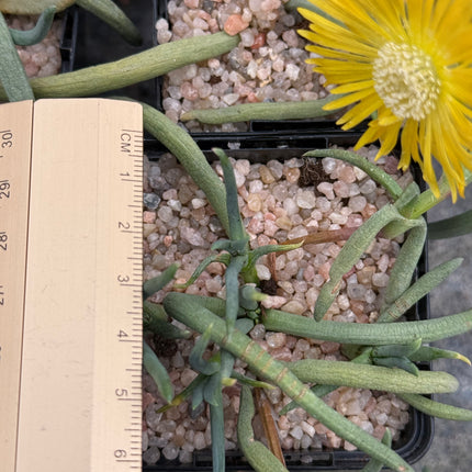 Delosperma leendertziae