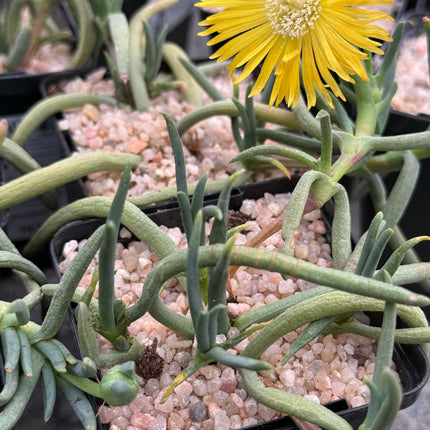 Delosperma leendertziae
