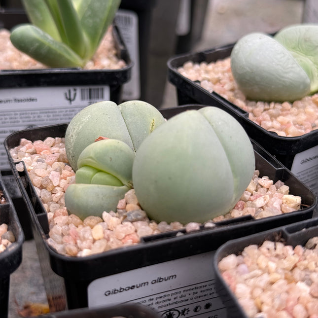 Gibbaeum album