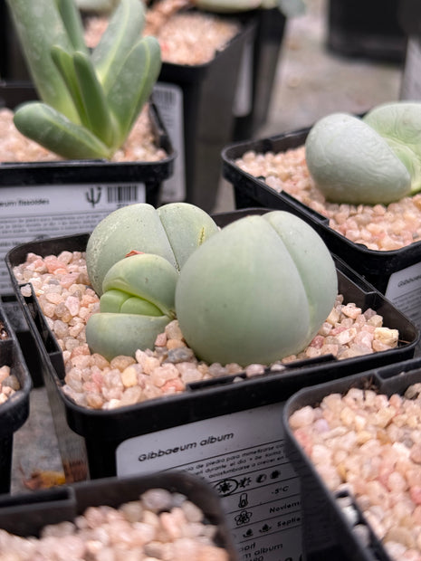 Gibbaeum album
