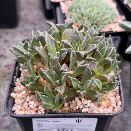 Nananthus vittatus