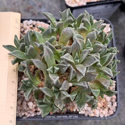 Nananthus vittatus