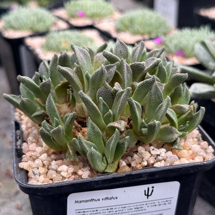Nananthus vittatus