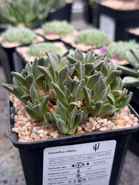 Nananthus vittatus