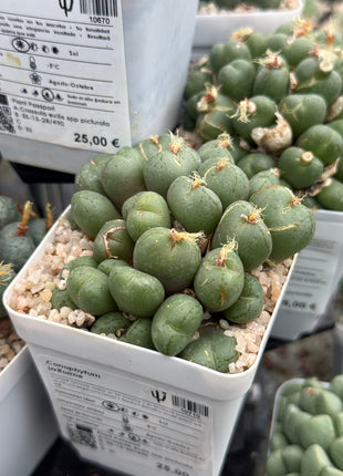 Conophytum uviforme