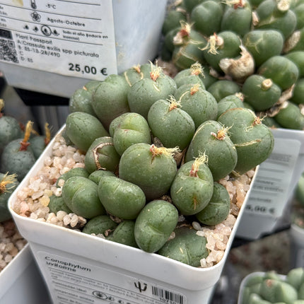 Conophytum uviforme