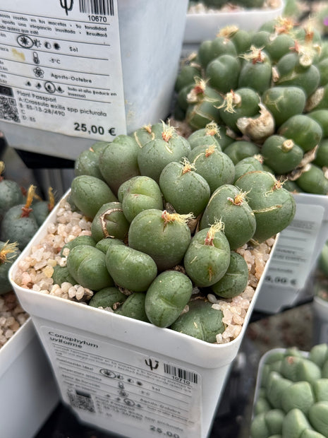 Conophytum uviforme