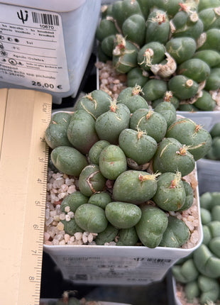 Conophytum uviforme