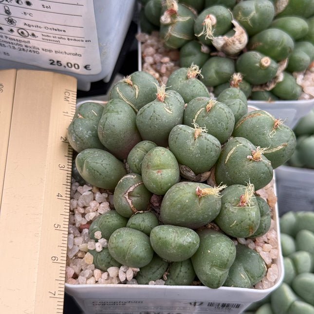 Conophytum uviforme
