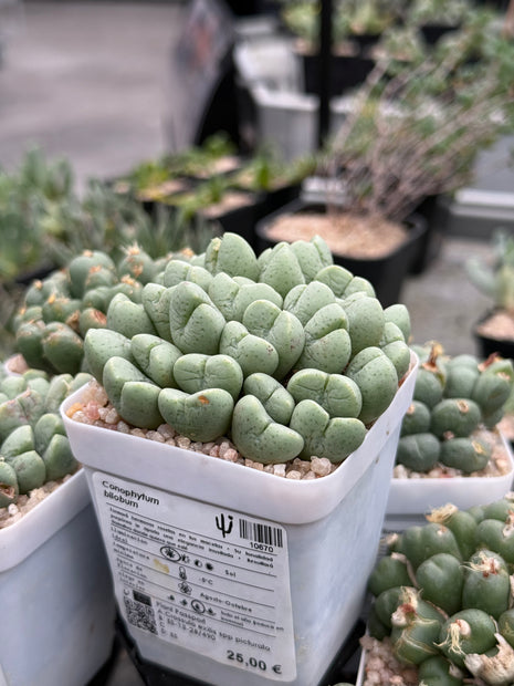 Conophytum bilobum