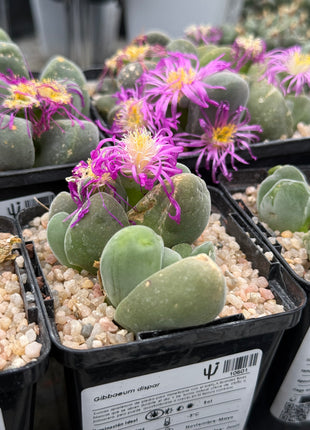 Gibbaeum dispar