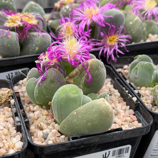 Gibbaeum dispar