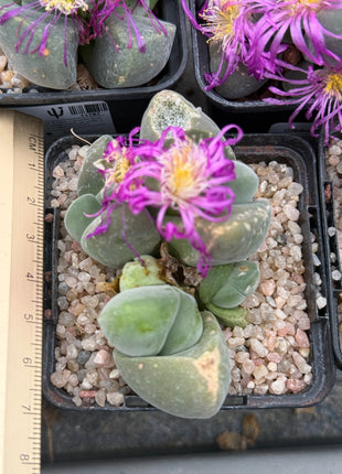 Gibbaeum dispar