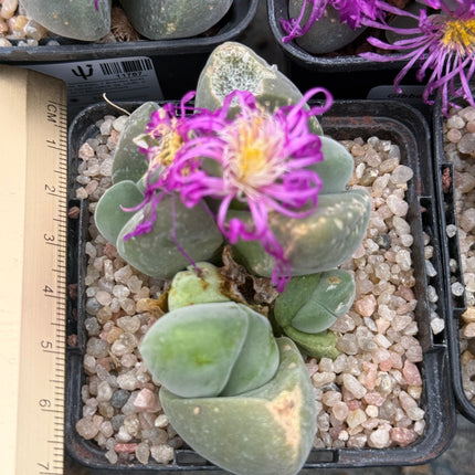 Gibbaeum dispar