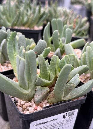 Cheiridopsis imitans