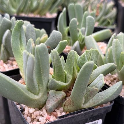 Cheiridopsis imitans