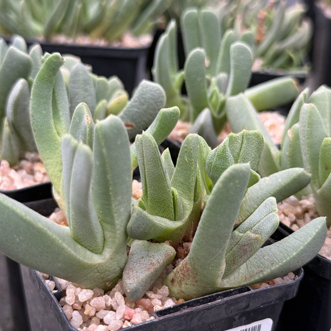 Cheiridopsis imitans