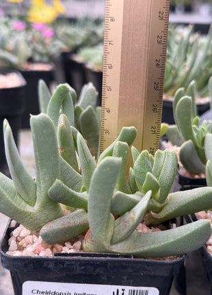 Cheiridopsis imitans