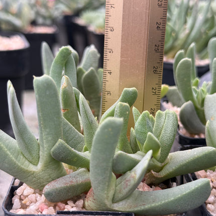 Cheiridopsis imitans