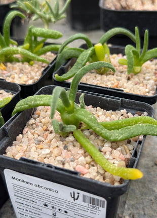 Monilaria obconica