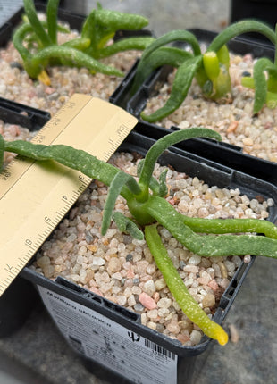 Monilaria obconica