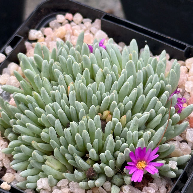 Delosperma sphalmantoides