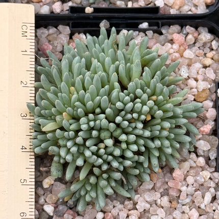 Delosperma sphalmantoides