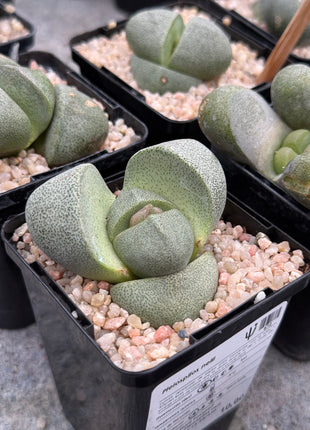 Pleiospilos nelii