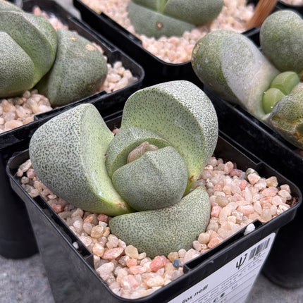 Pleiospilos nelii