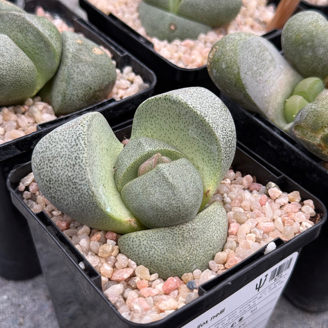 Pleiospilos nelii | Pietra spaccata. Kwaggavy