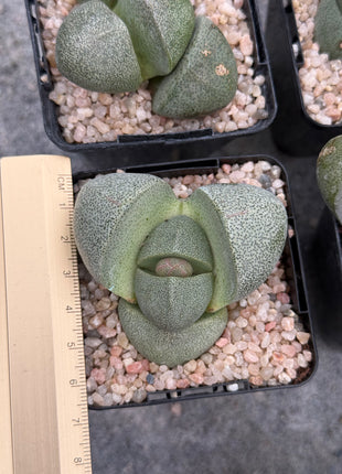 Pleiospilos nelii