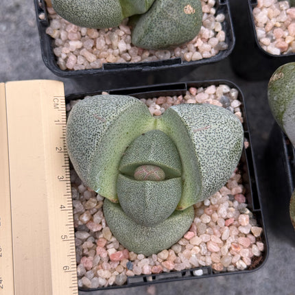 Pleiospilos nelii