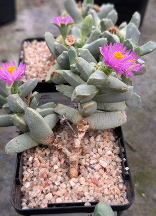 Dracophilus delaetianum