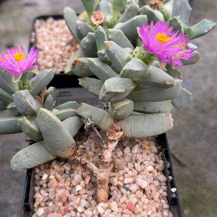 Dracophilus delaetianum