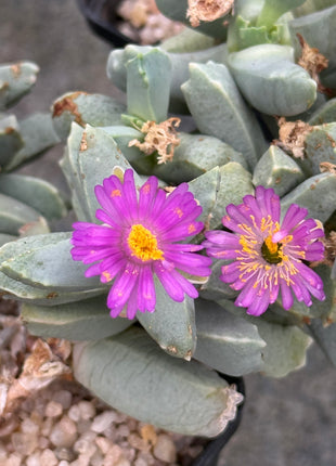 Dracophilus delaetianum