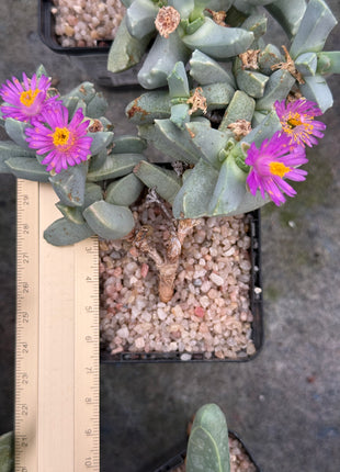 Dracophilus delaetianum