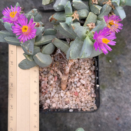 Dracophilus delaetianum
