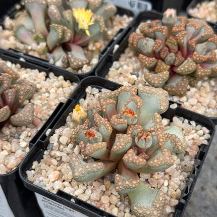 Titanopsis Hugo-schlechteri