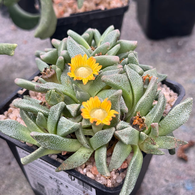 Aloinopsis rubrolineata