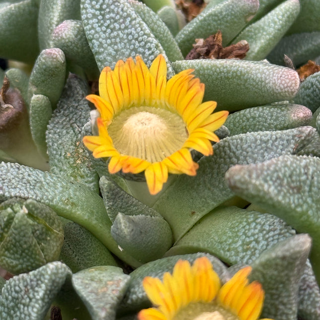 Aloinopsis rubrolineata