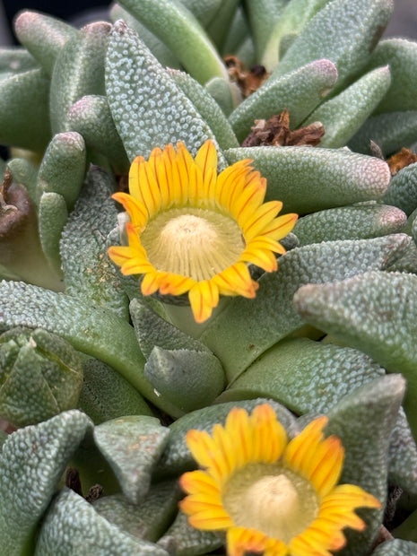 Aloinopsis rubrolineata