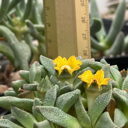 Aloinopsis rubrolineata