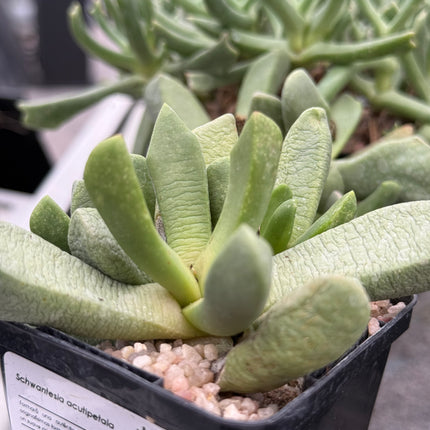 Schwantesia acutipetala