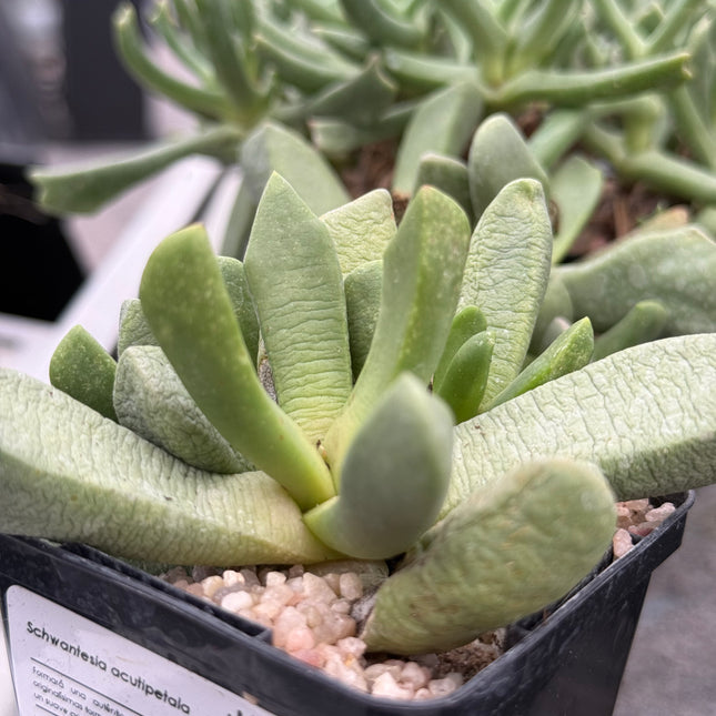 Schwanthesia acutipetala