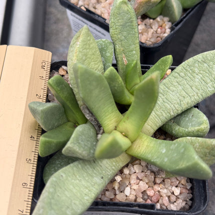 Schwantesia acutipetala