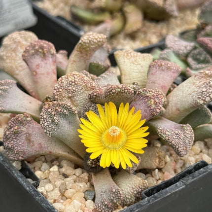 Titanopsis schwantesii