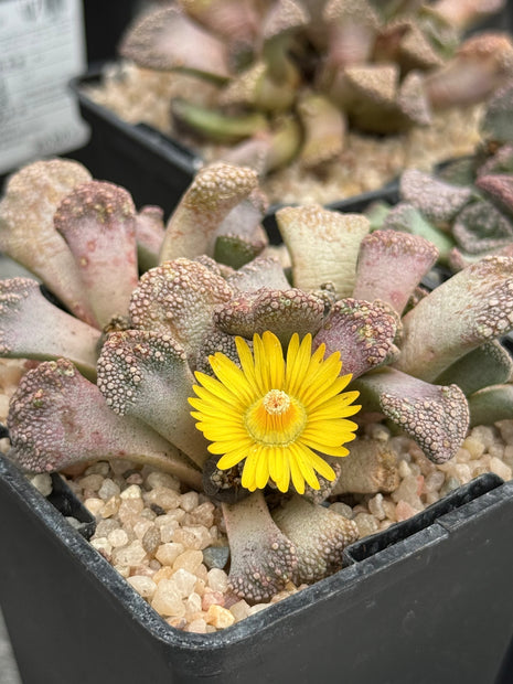 Titanopsis schwantesii