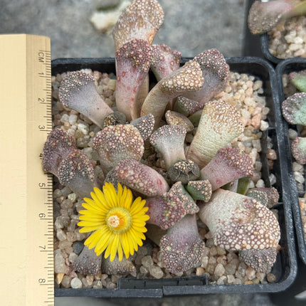 Titanopsis schwantesii