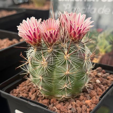 Thelocactus lausseri
